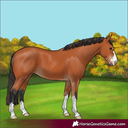 Horse Color:Bay 