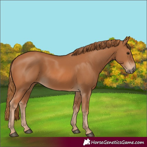 Horse Color:Chestnut 