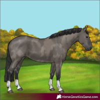 Horse Color:Grullo  and Grullo 