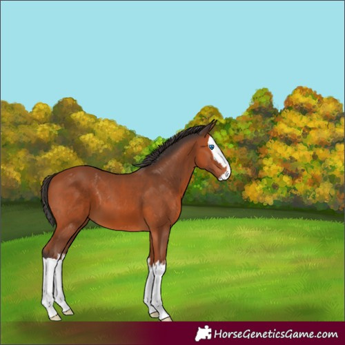 Horse Color:Bay Splash 