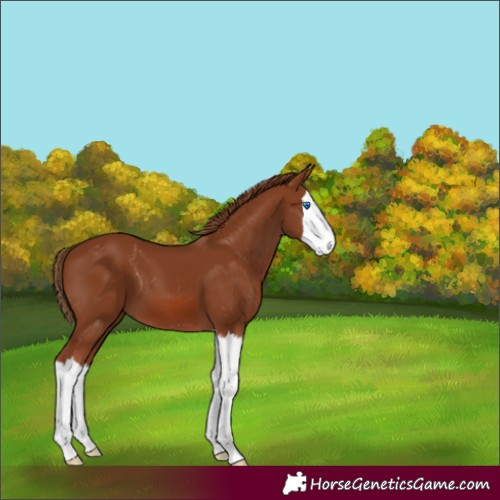 Horse Color:Chestnut Splash 
