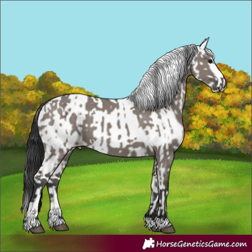 Horse Color:Grullo and White Spotted Grullo