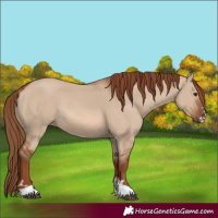 Horse Color:Red Dun Rabicano