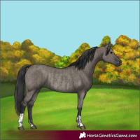 Horse Color:Grullo and Grullo Rabicano