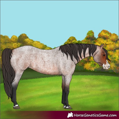 Horse Color:Unknown 