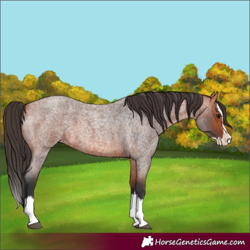 Horse Color:Bay Roan Splash 