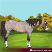 Horse Color:Bay Roan Splash