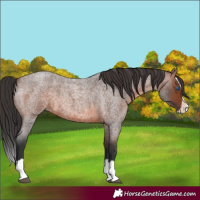 Horse Color:Unknown 