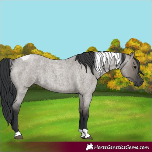 Horse Color:Grullo Roan Tobiano 