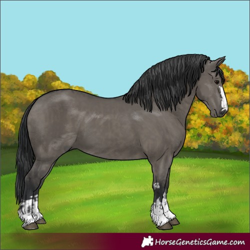 Horse Color:Grullo and Grullo