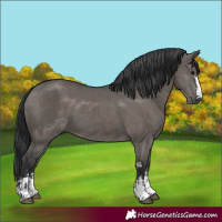 Horse Color:Grullo and Grullo