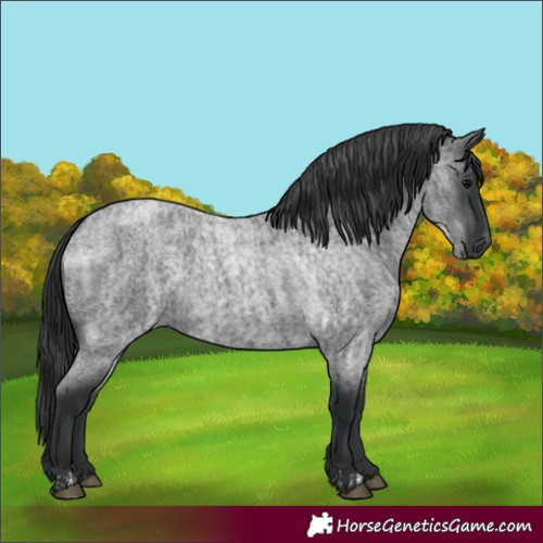 Horse Color:Blue Roan  and Blue Roan 