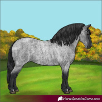 Horse Color:Blue Roan and Blue Roan