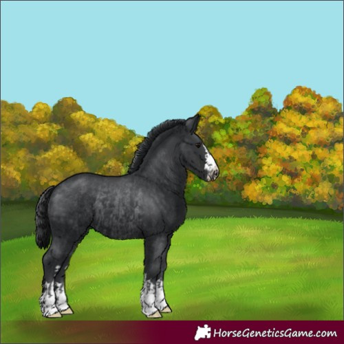 Horse Color:Black  and Black Rabicano 