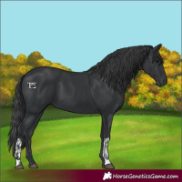 Horse Color:Black  and Black 