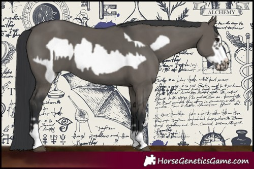 Horse Color:Grullo  and Grullo Frame 