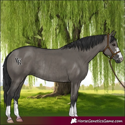 Horse Color:Grullo and Grullo Rabicano
