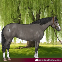 Horse Color:Grullo and Grullo Rabicano