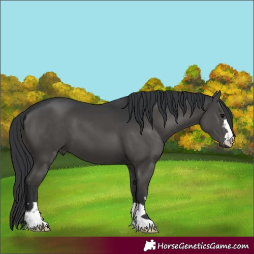 Horse Color:Black 