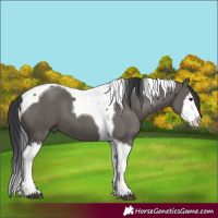 Horse Color:Grullo Splash Tobiano