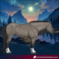 Horse Color:Grullo  and Grullo 