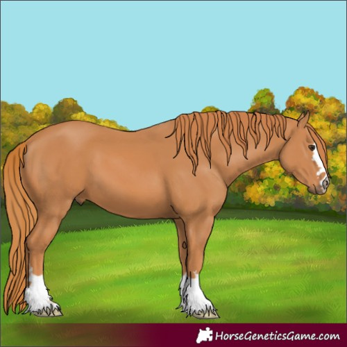 Horse Color:Chestnut 