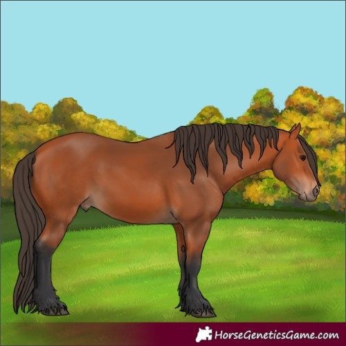 Horse Color:Bay 
