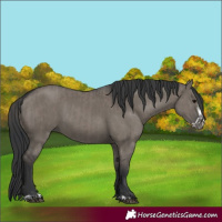 Horse Color:Grullo  and Grullo Frame 