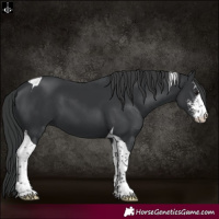 Horse Color:Black Sabino Tobiano