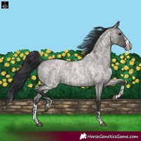 Horse Color:Grullo Roan and Grullo Roan Splash