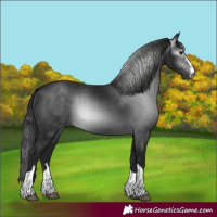Horse Color:Gray Black