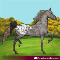 Horse Color:Smoky Grullo  and Smoky Grullo Blanket 