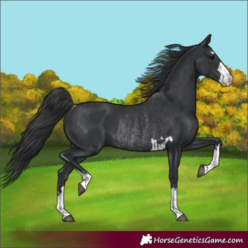 Horse Color:Black  and Black Rabicano 