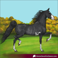 Horse Color:Black and Black Rabicano