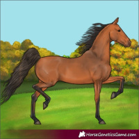 Horse Color:Bay 