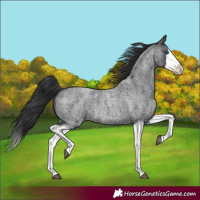 Horse Color:Blue Roan Splash 
