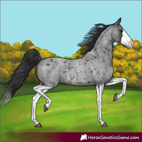 Horse Color:Blue Roan Splash 