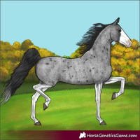 Horse Color:Blue Roan Splash 
