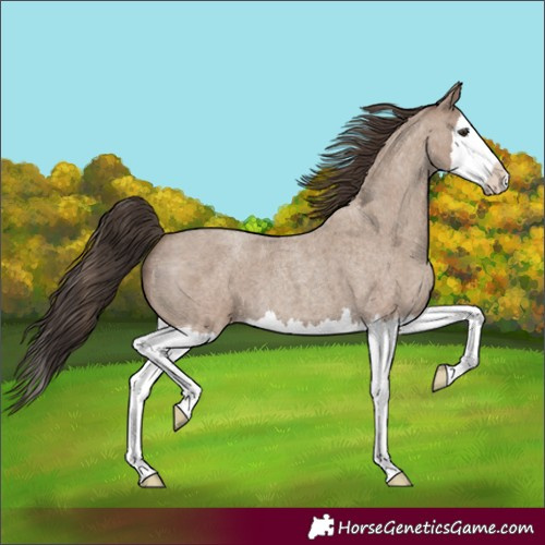 Horse Color:Classic Champagne Roan Splash 