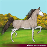 Horse Color:Classic Champagne Roan Splash