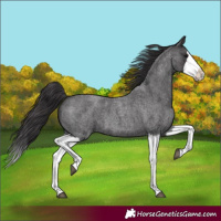 Horse Color:Smoky Blue Roan Splash 
