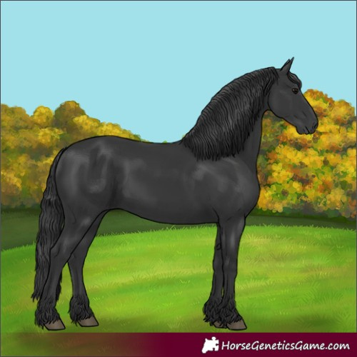 Horse Color:Black 