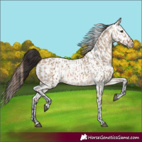 Horse Color:Bay Dun  and Bay Dun Leopard 
