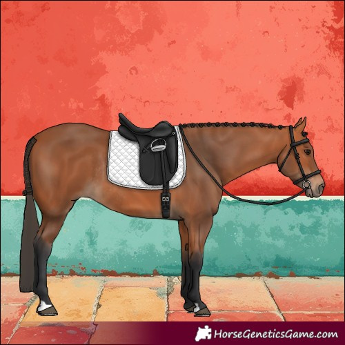Horse Color:Bay Rabicano 