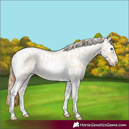 Horse Color:Gold Champagne Roan Dun Splash Tobiano Frame Appaloosa Rabicano 
