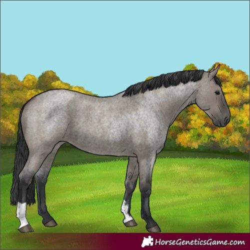 Horse Color:Grullo Roan and Grullo Roan