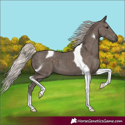 Horse Color:Silver Black Tobiano 