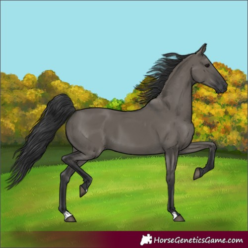 Horse Color:Grullo 