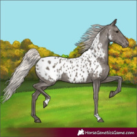 Horse Color:Silver Black Appaloosa 