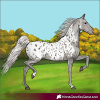 Horse Color:Silver Black Appaloosa 